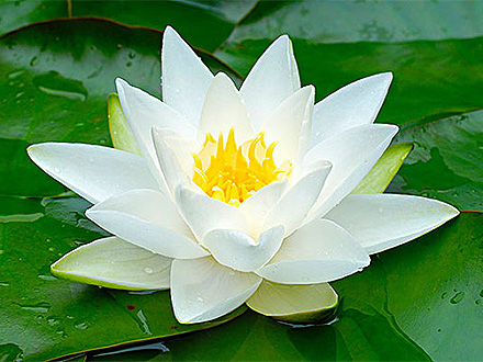 穹界信息科技绿色景观树木种植类织 景观绿植苗木农业种植网站